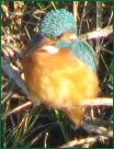 kingfisher5784