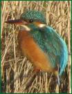 kingfisher5771