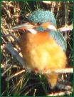 kingfisher5781