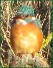 kingfisher5786