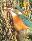 kingfisher5790