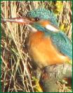 kingfisher5792