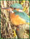 kingfisher5795