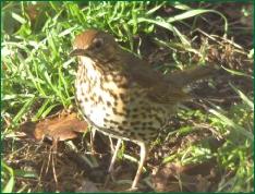 songthrush818